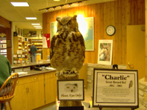 Charlie the Owl